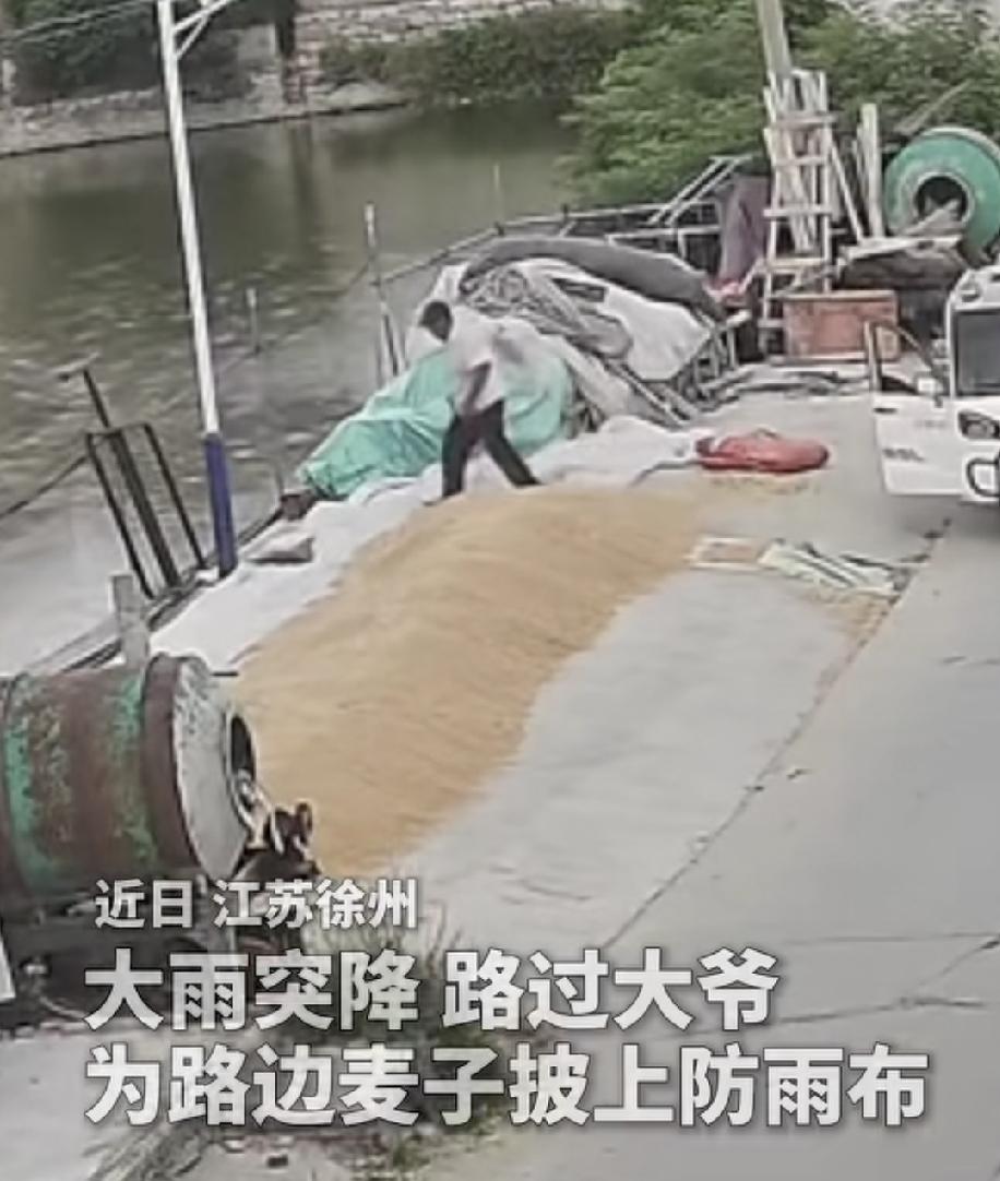 近日，江苏徐州，看见下雨了，一位大爷路过农户晾晒的麦子时，下车顺手把麦子盖好，等