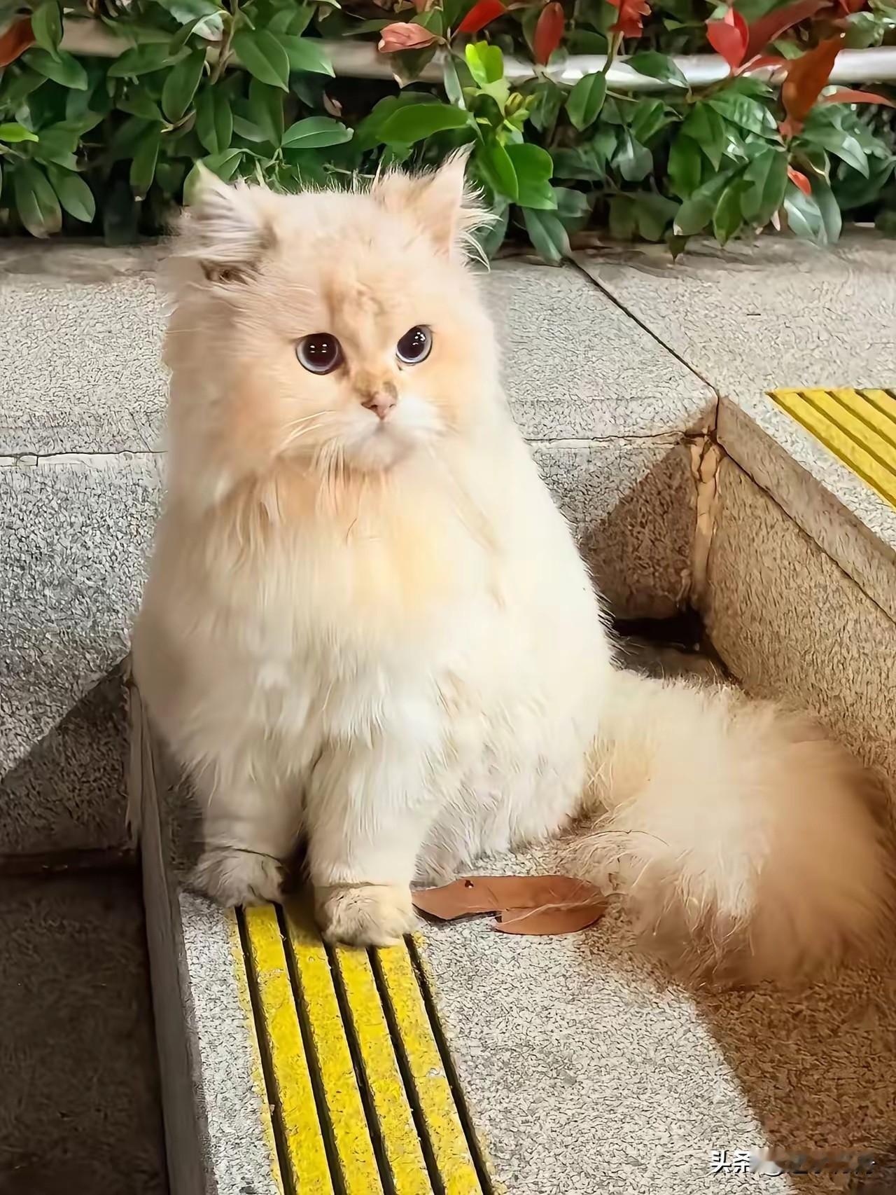 大花猫咬死主人心爱的和尚鹦鹉，被主人连窝一起抛弃在楼下。它一脸懵逼还不知道发生了