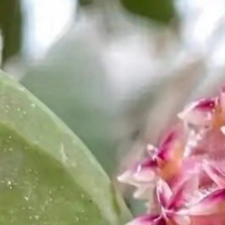 0000球兰养护方法：1．选择合适的花盆：球兰根系长满花盆后才会开花，因此选择较