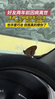 “科学怎么解释？”辽宁，一男子战友前几年因病离世，而一只蝴蝶落在方向盘上，久久没