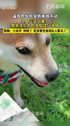 辽宁，一女子遛狗时，狗狗突然原地一动不动，随后主人来到近前，发现狗狗脚下踩着50