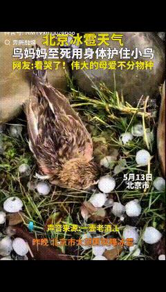 “泪崩了！”北京，一场冰雹过后，有路人在草丛中，发现了一鸟用身体覆盖住它的窝，路