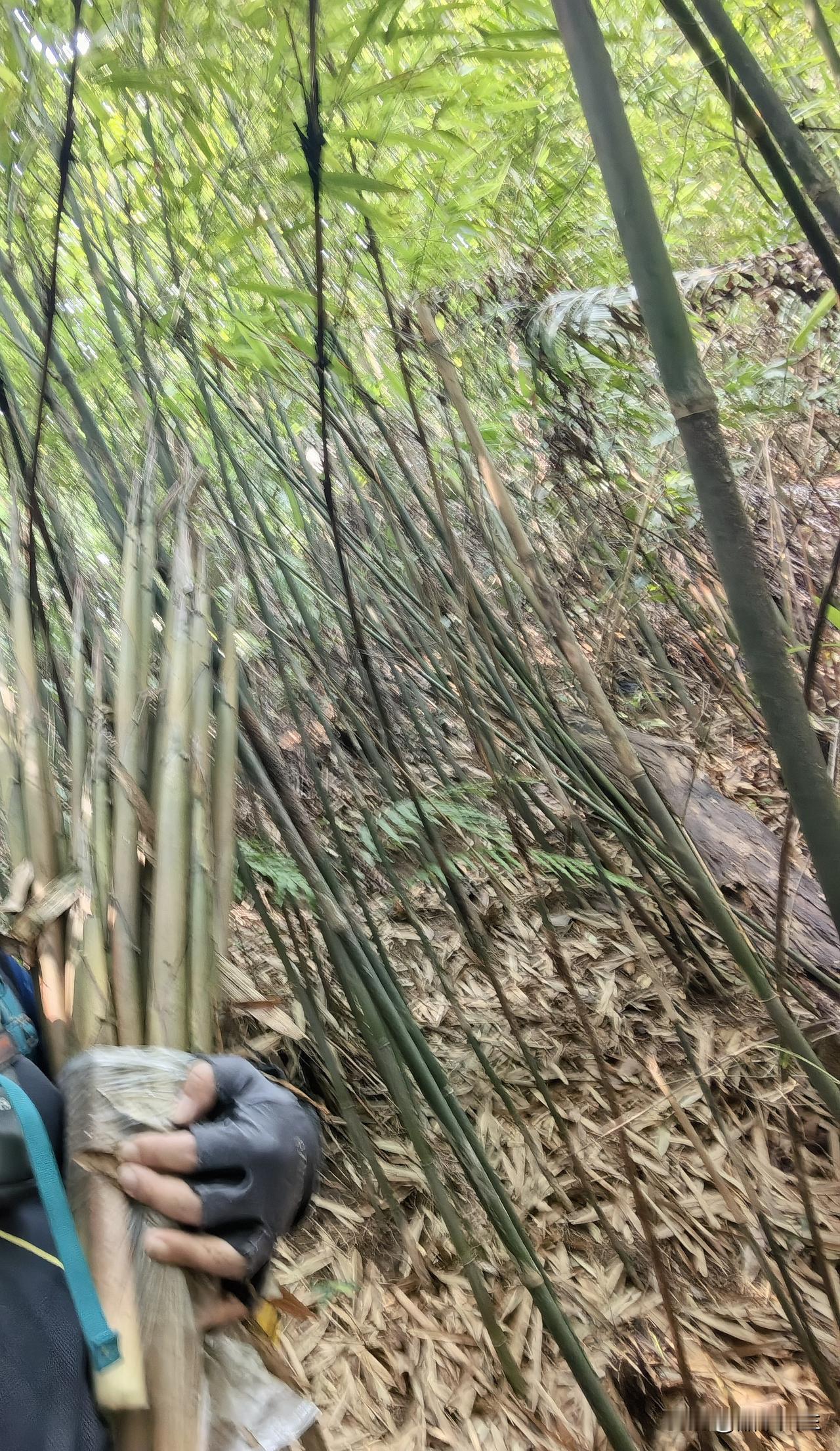 这段时间只要有空我就上山拔笋，结果笋的库存越来越多，可又不能天天吃。虽说我变着花