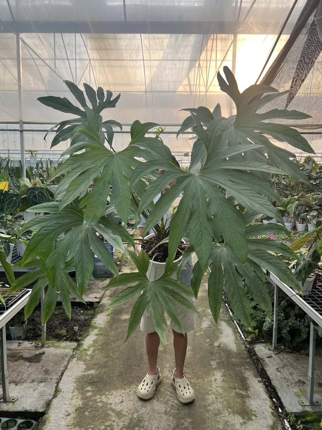 掌裂花烛可以长这么大吗？