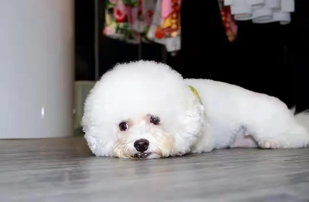 有专家分析，比熊犬依赖人类的心理，如同小朋友依赖父母一般。一旦被人抛弃，比熊犬便