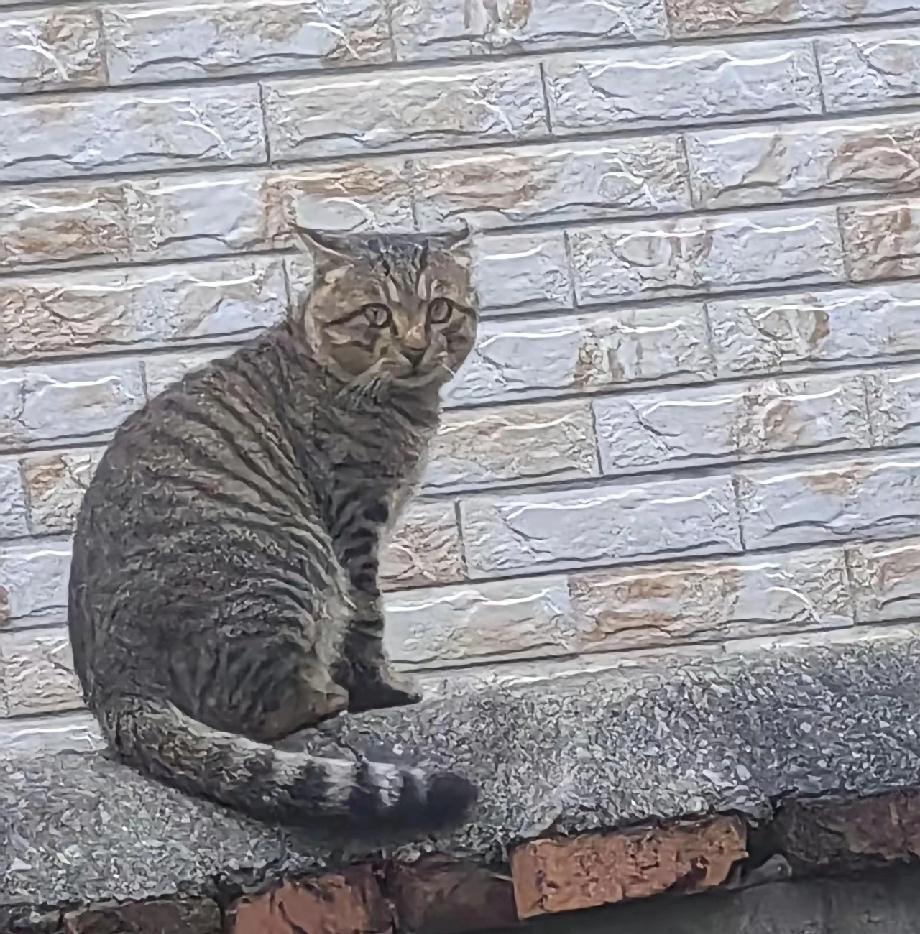 一只狸花猫一个月前溜进我家院子，不进屋、不碰猫粮，只喝我换的那碗清水。夜里它钻