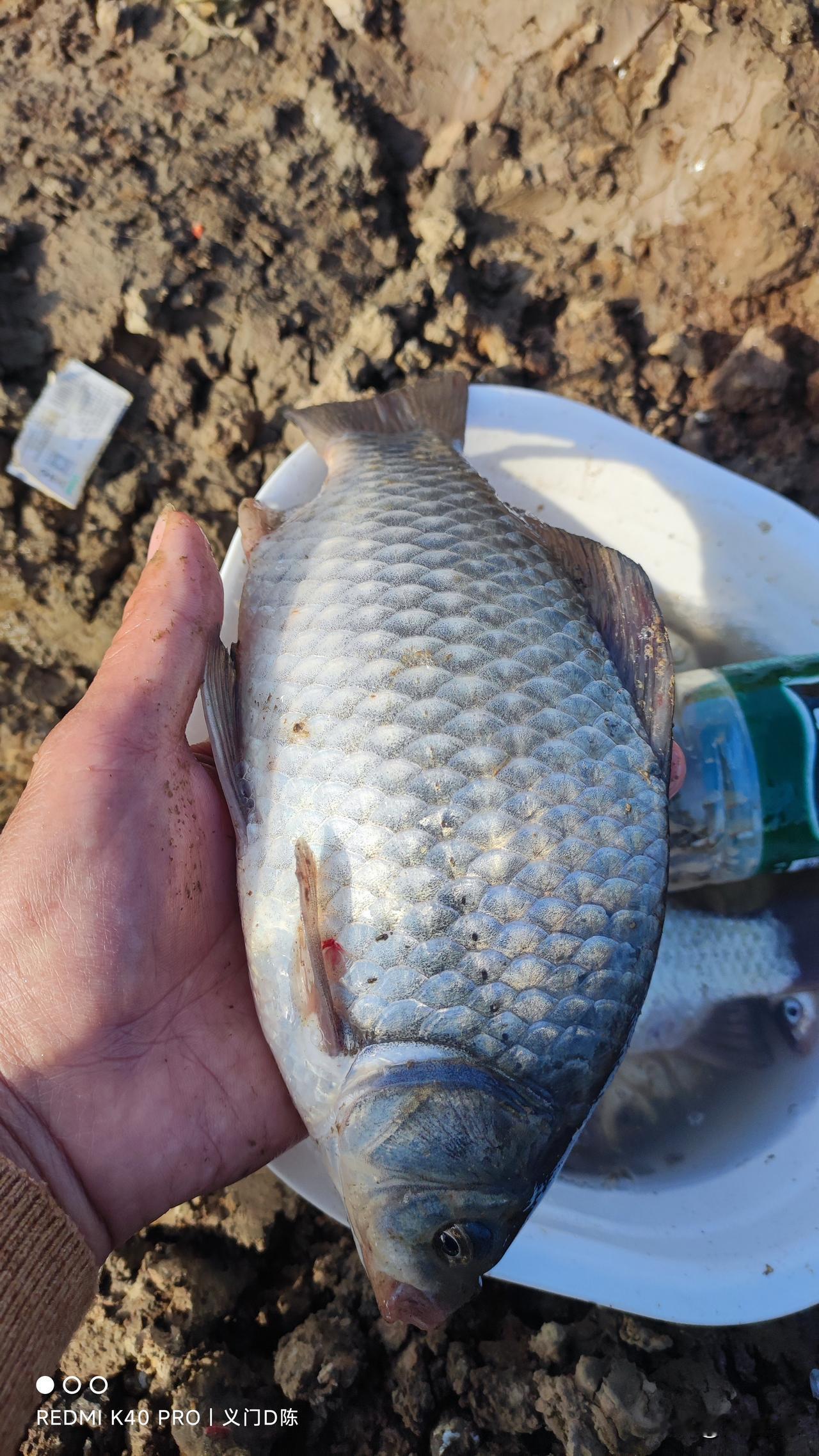 冬天钓鲫鱼不是没口，是早口和晚口，你上午钓到下午就回，成功避开了鱼的窗口期，再怪