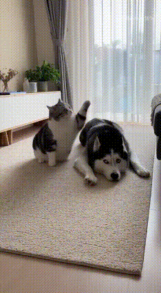 谁见过这么会演的猫！这波“恶人先告状”直接给二哈整懵了！网友家的客厅上演年