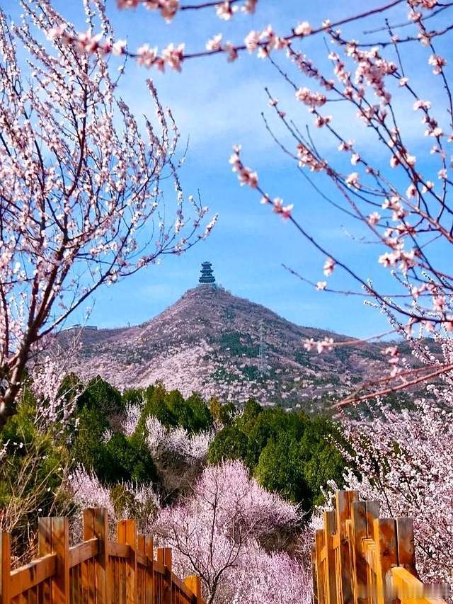 当中国古建邂逅春光北京城是在烂漫繁花间醒来的，微风一吹，桃花绽放～​​​