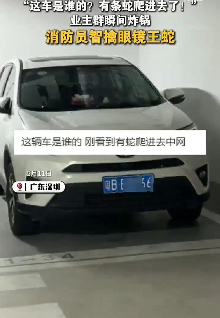 “这车是谁的？有条大蛇爬进去了！”5月11日，一条信息让广东深圳某小区的业主群炸