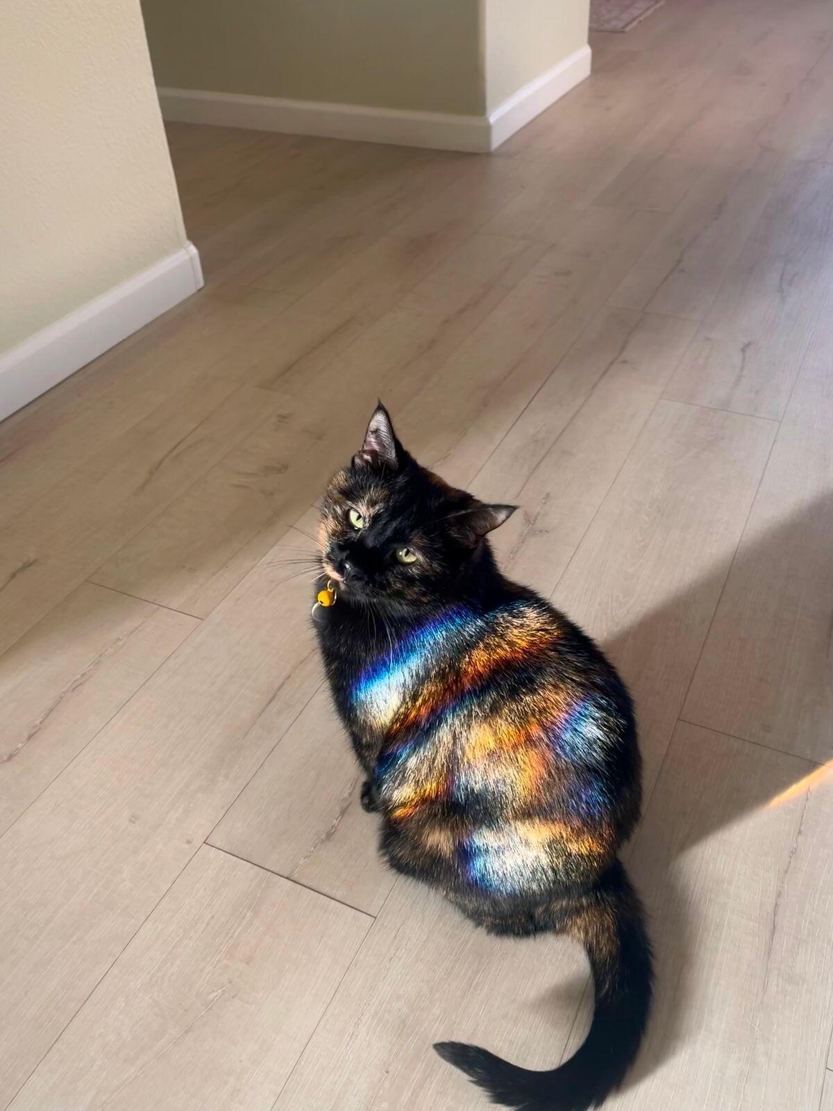 甲方满意猫：五彩斑斓的黑