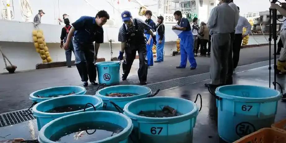 日本高端海鲜要涨价了！去年刚恢复对华出口的北海道海胆和扇立贝，今年11月又因外交
