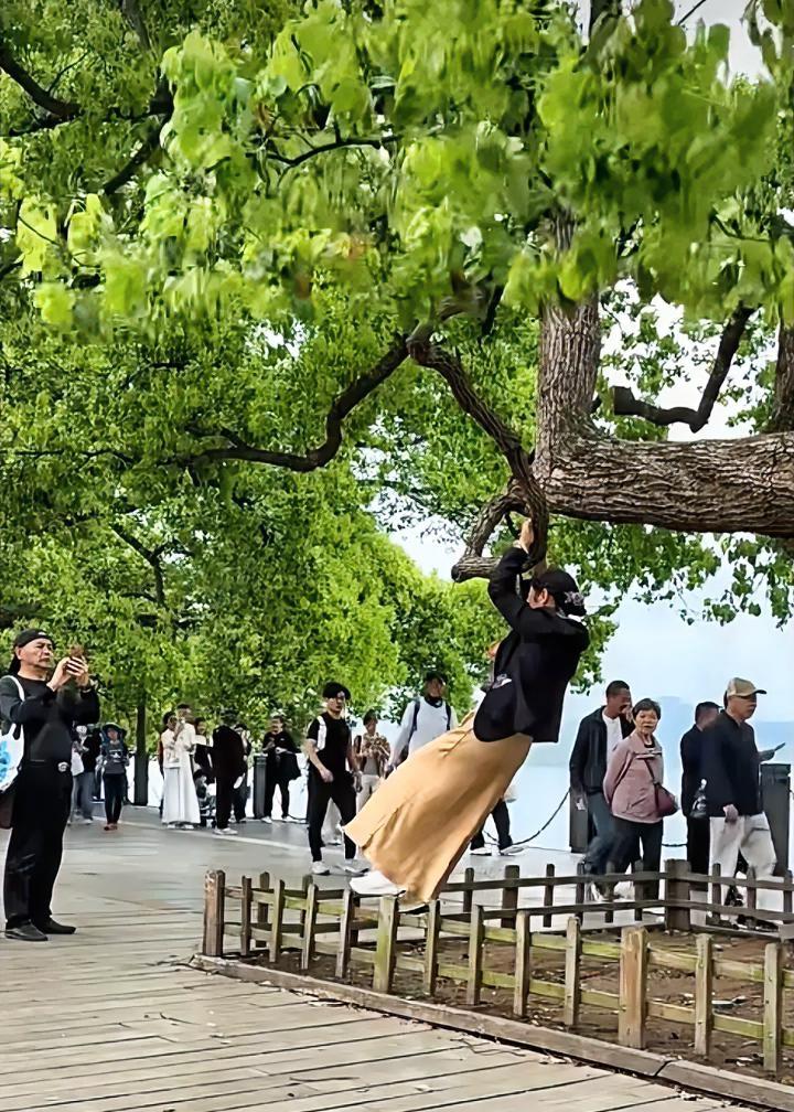 大妈扒着老树打滴溜，我看你真“刑”。西湖边有不少“活文物”，都是年龄超百年的老