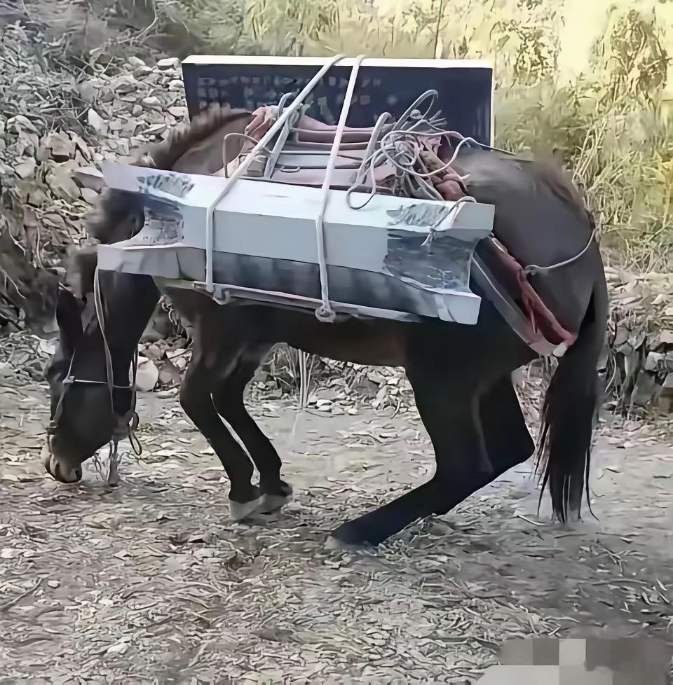  这画面，看一次难受一次