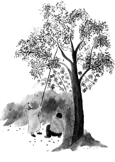 故乡的秋枣