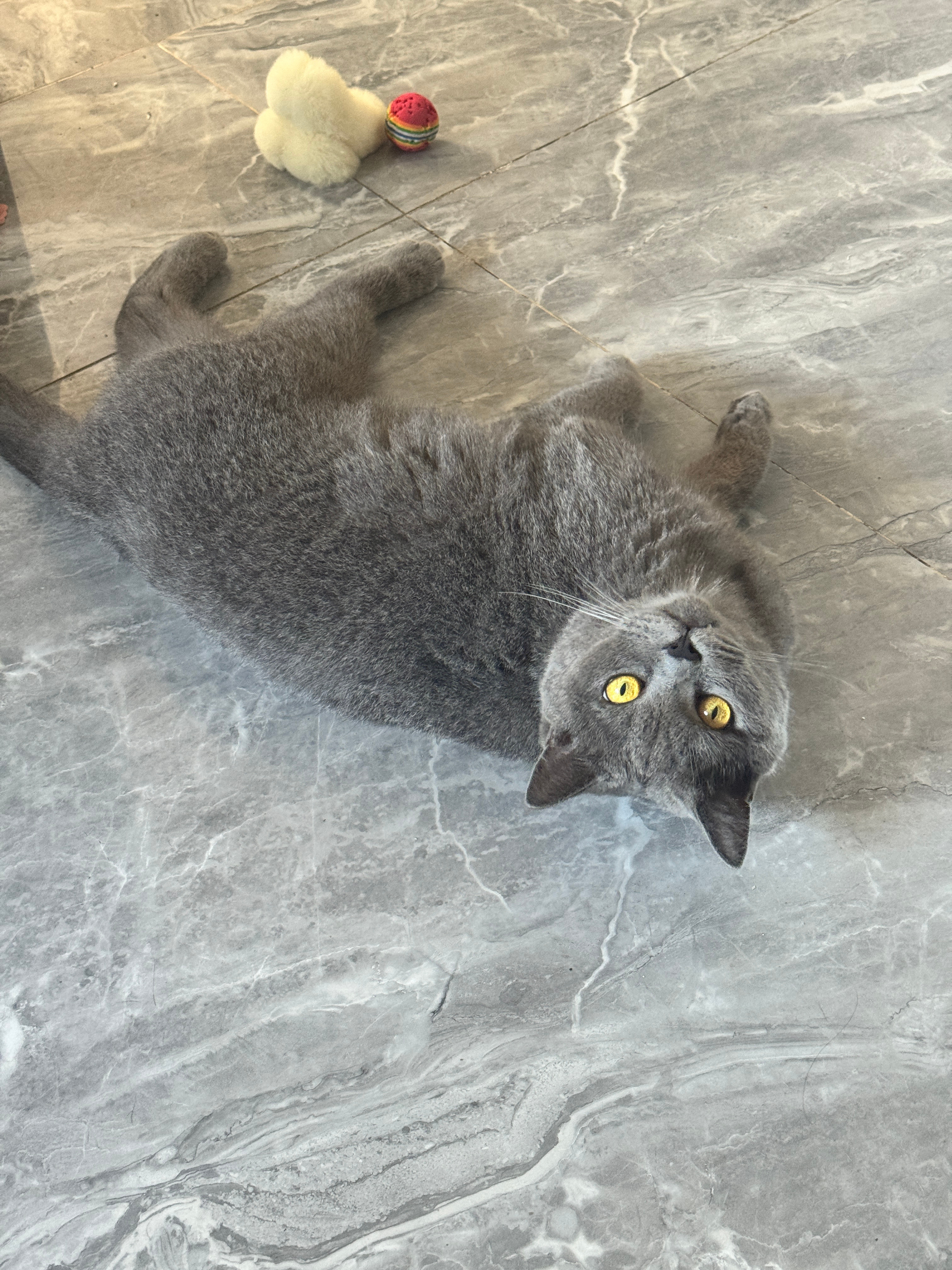 可可爱爱的毛孩子蓝猫​​​