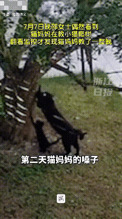 母爱不分物种！猫妈妈为了教小猫咪爬树，从晚上11点教到第二天早上7点，整整8个小