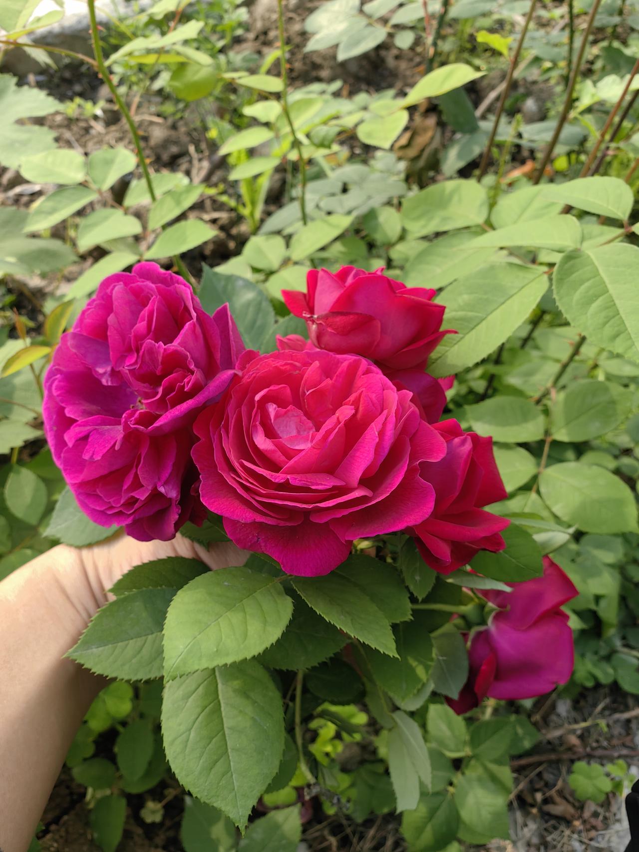 这个玫瑰花，是有点苦的。泡水的话不建议单泡，要加其他的一些东西，比如红枣，黄芪