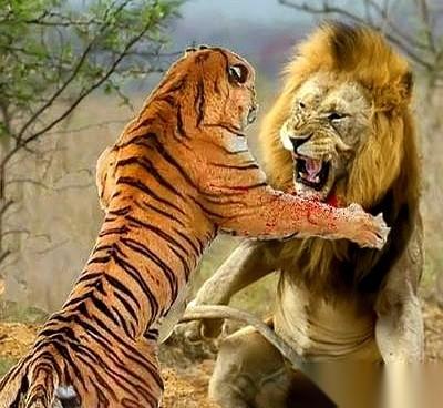 有时候翻到一些老故事，真能把人气笑。话说当年，那帮人非要证明狮子才是老大。就