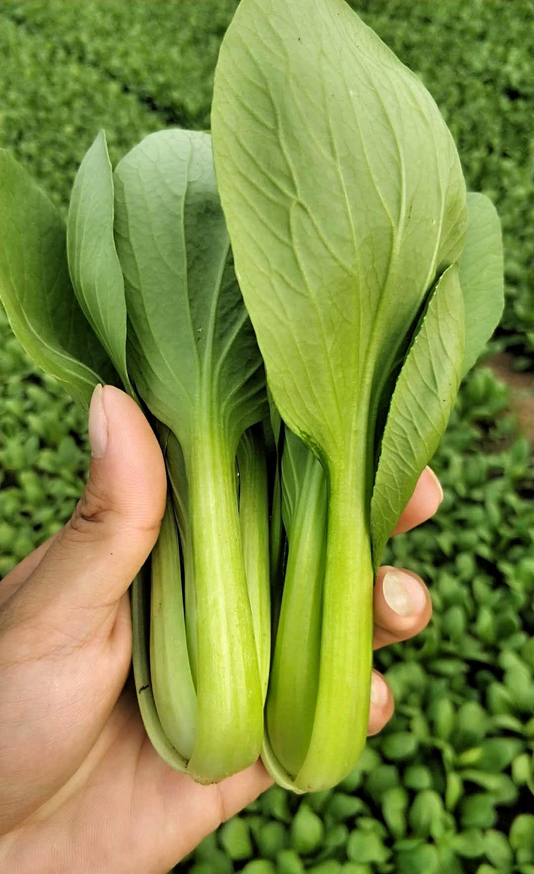 树挪死，人挪活，朋友靠挪下窝，一年就赚了几十万。朋友以前在一村里租房，就在不