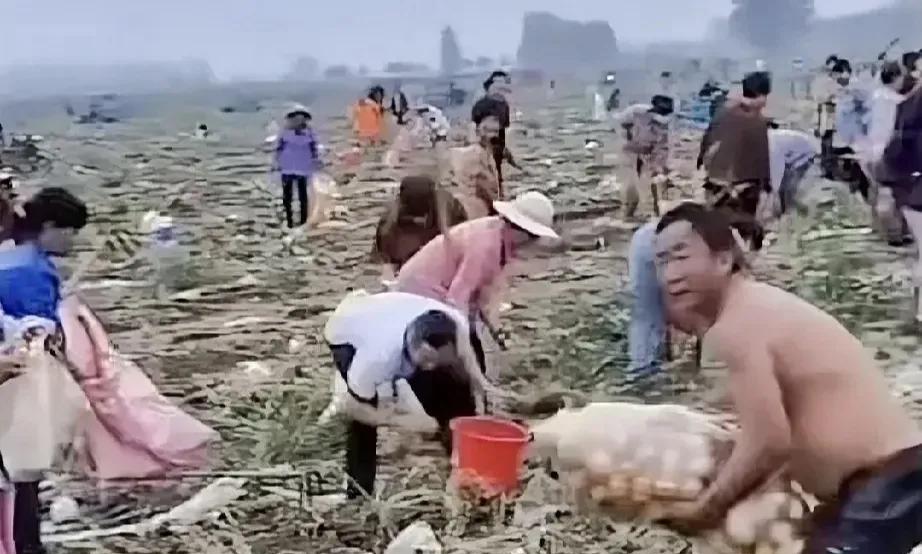 抢土豆看“法不责众”与“民不畏法”宿州四天千人哄抢百万斤土豆，被域外报导并引起