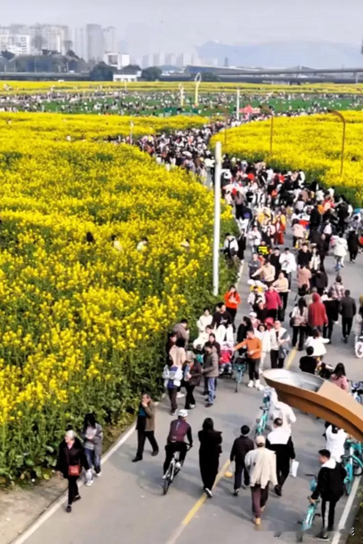 今天成都有几万人去三元看油菜花花了吗？绿道上挤都挤不动，才出地铁口手机就没网络了