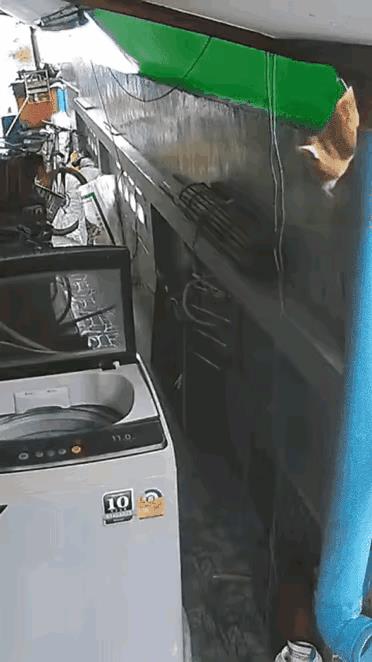 小可爱都知道自己洗澡了[赞]