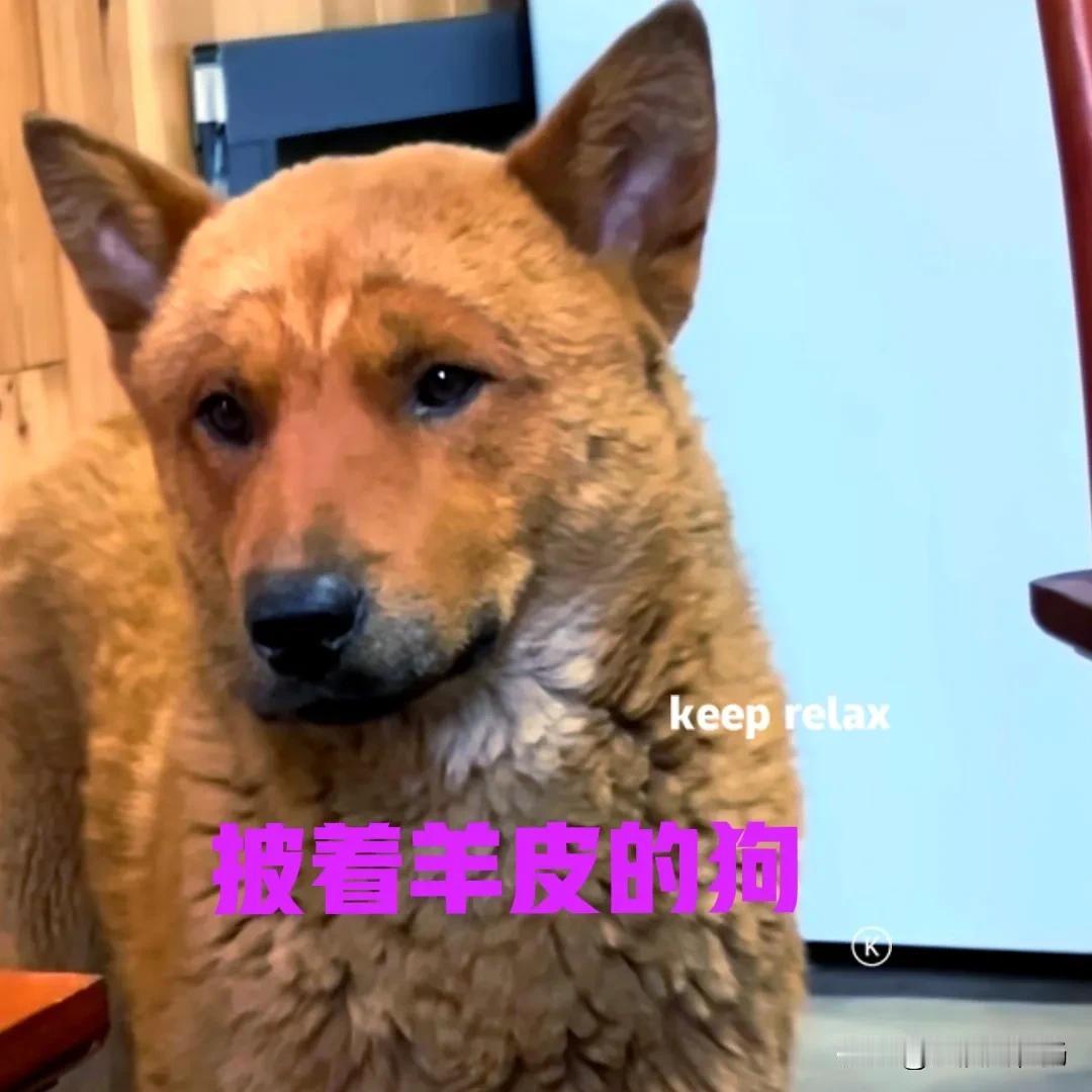 我家的狗子已经六岁了，虽然它只是一只土狗，但是全家都很喜欢它。狗子是六年前，我在
