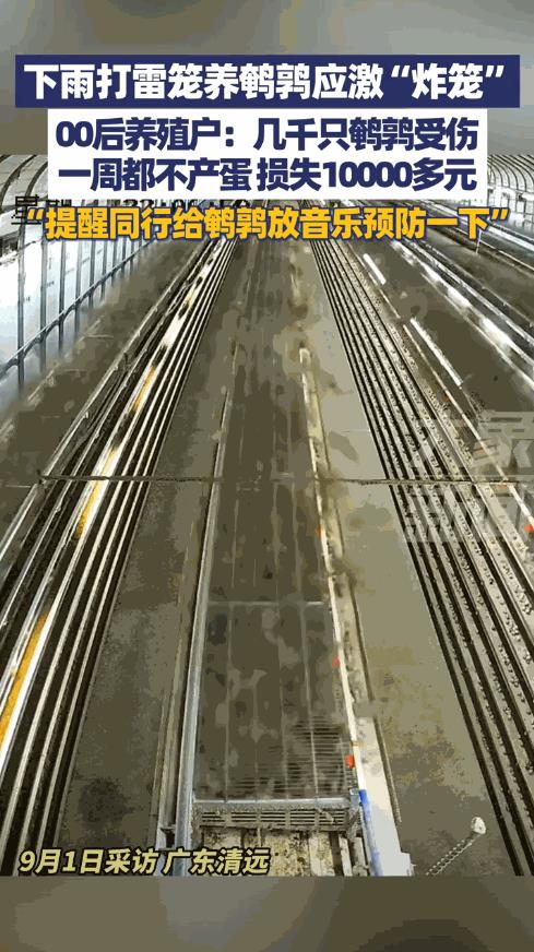 “这就是命啊！”8月25日，广东清远，一男子养殖厂内的鹌鹑，因雨天打雷产生应激，