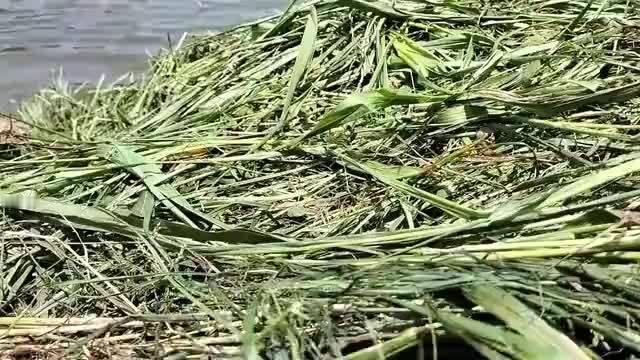 知道大草鱼吃草的速度有多快吗？！！ ​​​