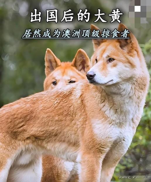 太让人震惊了。澳大利亚有一种顶级捕食者，它的样子跟我们的土狗大黄狗一样。据说