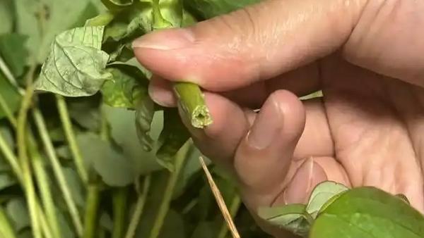 清明假期，一名游客专程前往河南洛阳游玩，返程前在洛阳状元市集购买了一束牡丹，打算