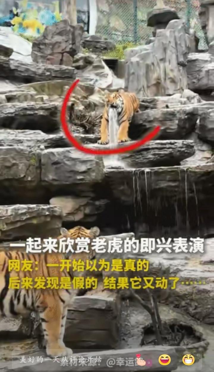 万万没想到”河南，栾竹动物园内出现了让人想不到的一幕，游客都在看老虎一只