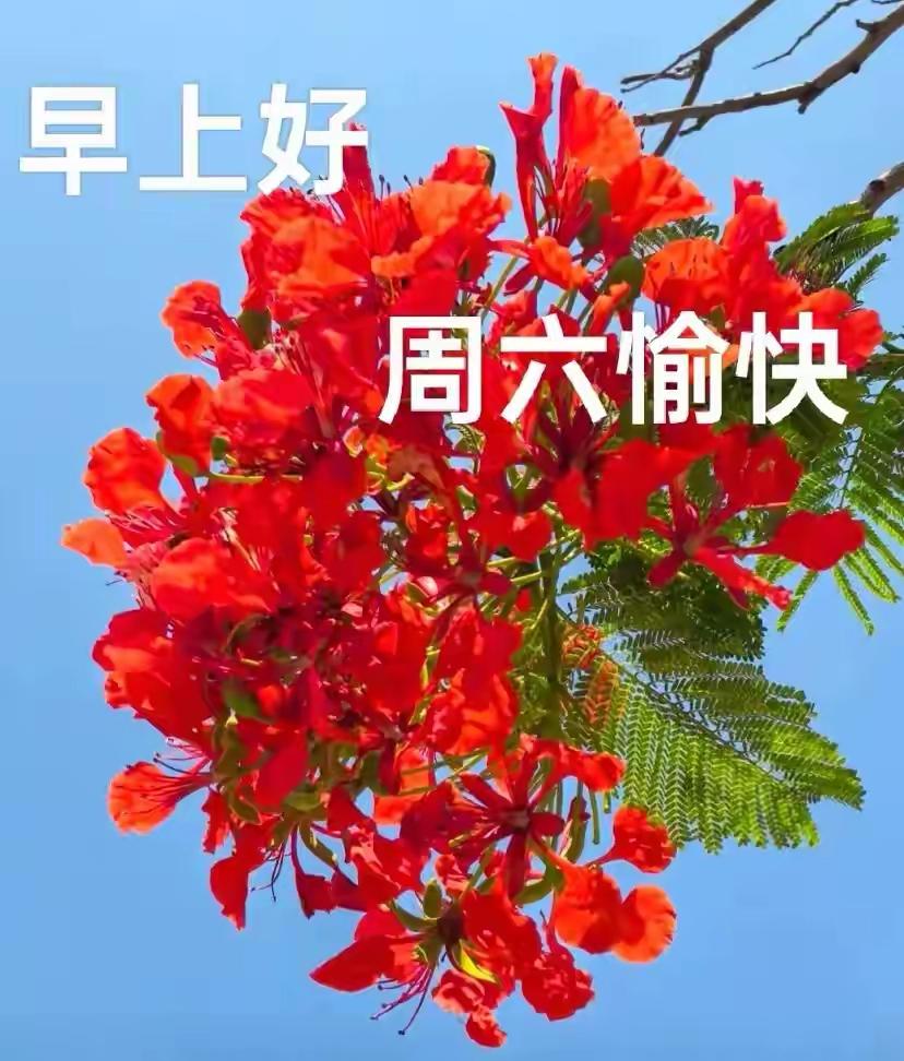 🌸早上好🌸心宽人舒畅，常笑岁月香，声声问候暖，句句送吉祥。平安胜千金，