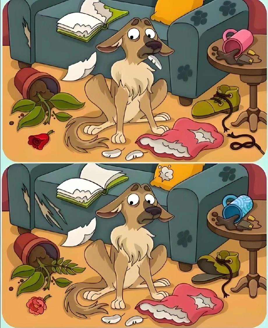 拆家狗的‘案发现场’藏细节！这3处不同太坑人，评论区大神快帮我找！