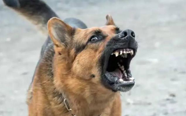遇到恶犬扑过来，千万别用脚踢！记住这几招，保证你不吃亏，直接制服恶犬，安全离开！