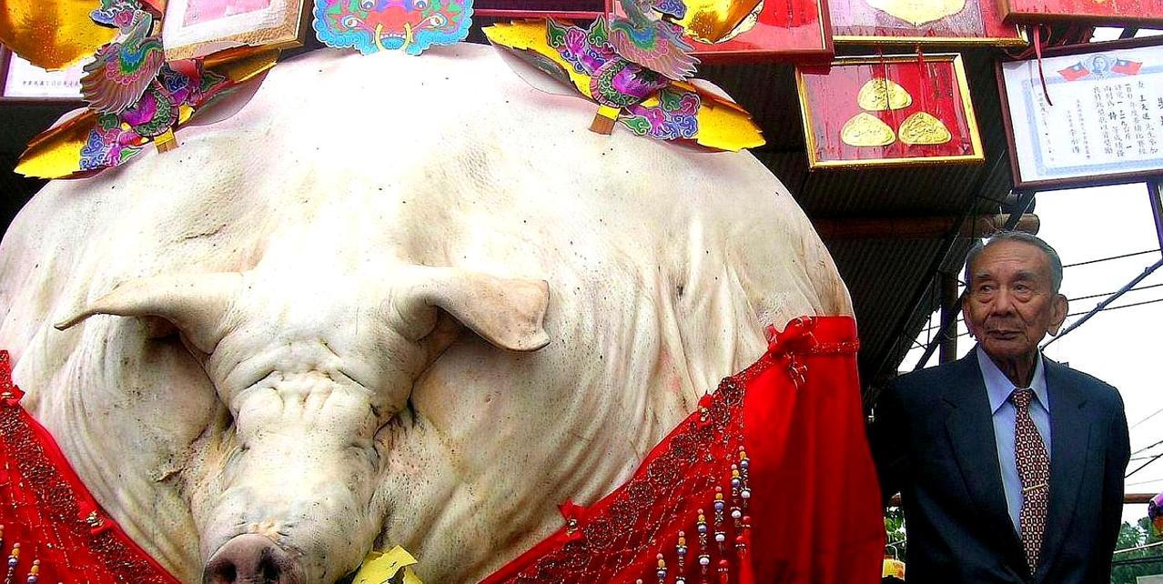 一头猪若终生不杀，最终能长多重？2003年，浙江一老汉买下幼猪，此后一直未能宰杀