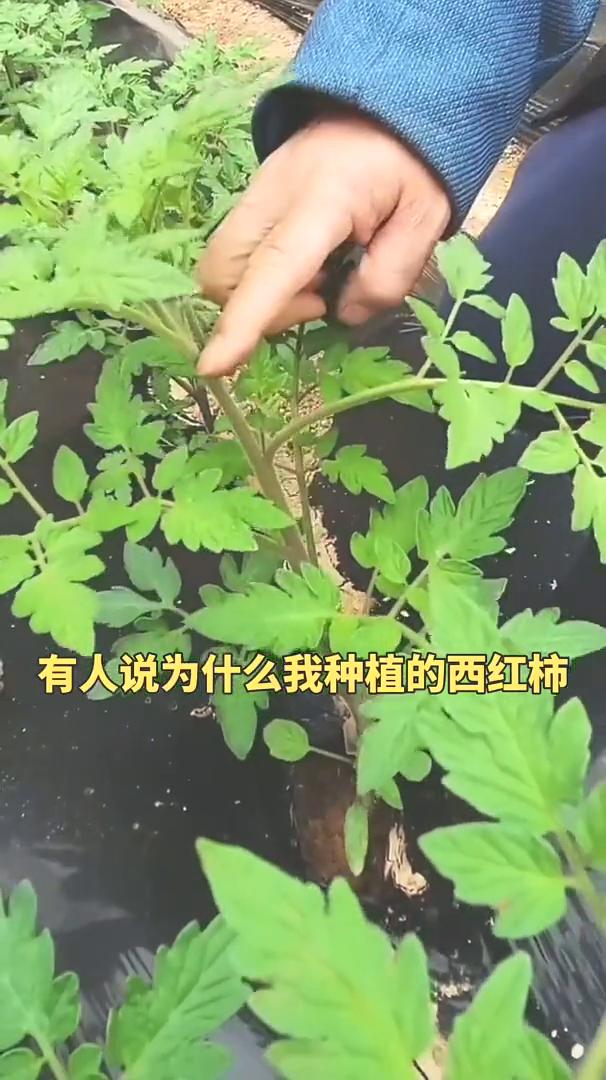 有人说为什么我种植的西红柿苗子叶子发黄？今天来给大家说一说导致苗子发黄的原因，一