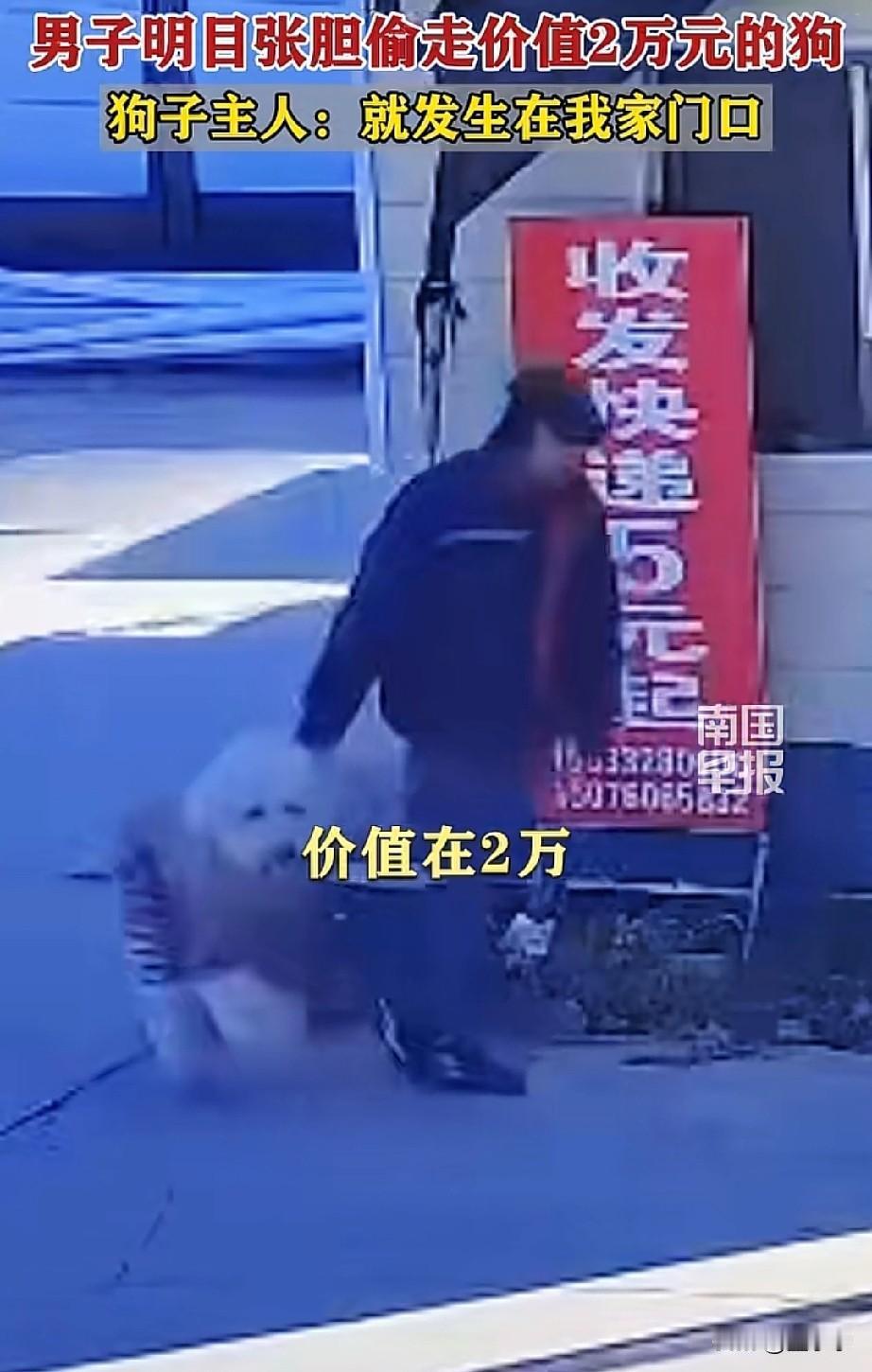 这么巨大的狗狗也太乖了吧！河北，一男子明目张胆的在家门口偷走了一条价值2万的品种