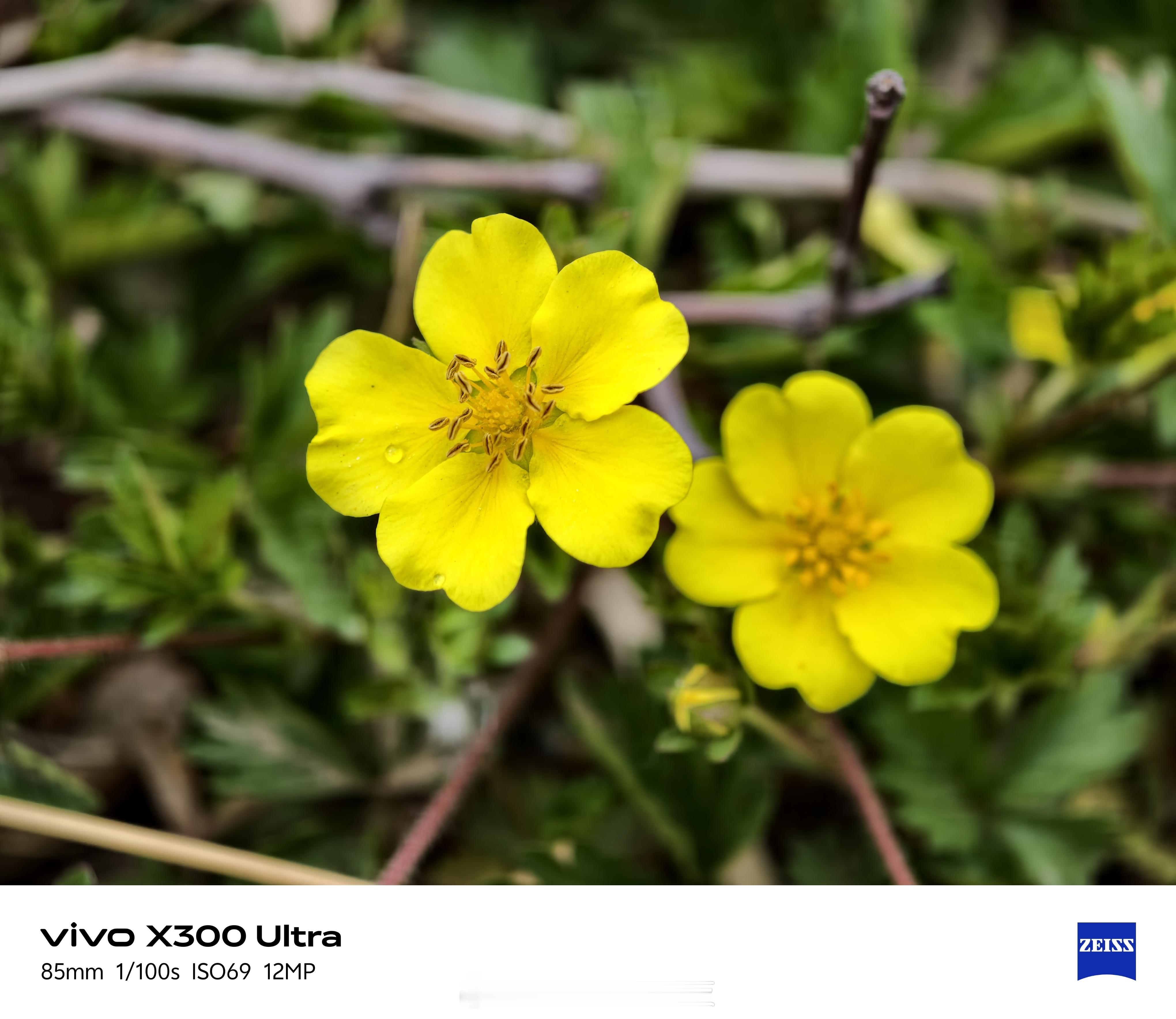 vivoX300UltravsX200Ultra！两代影像旗舰85mm