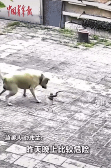“看家护院还看中华田园犬！”江西赣州，一男子下楼途中看到有眼镜蛇闯入家中，并要对