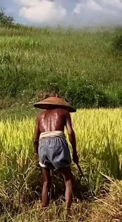 金黄稻浪，涌动着丰收的欢歌。田间，老农头戴宽檐斗笠，古铜色脊背淌着汗珠，似颗颗晶