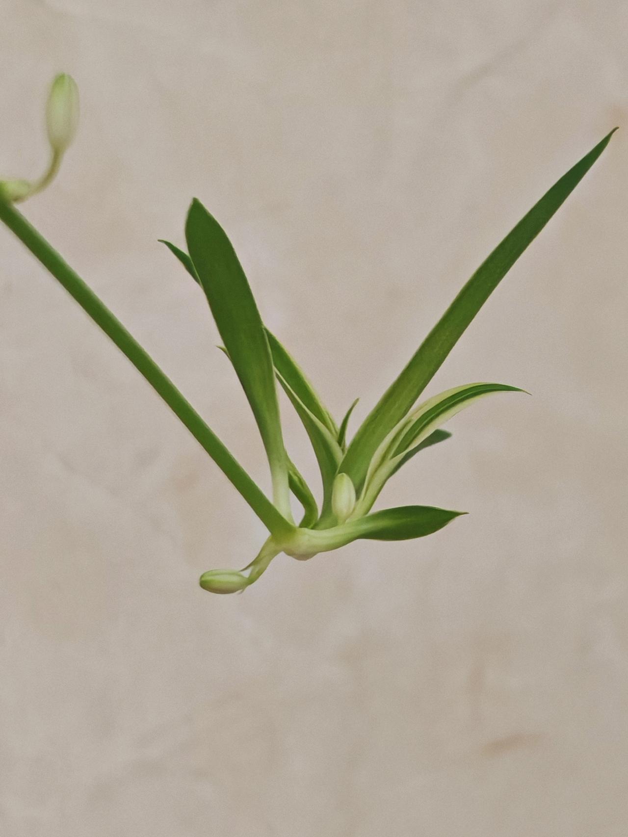 与痛风斗争的历程103早上起来浑身各关节格外舒畅。回想昨天，晨起时关