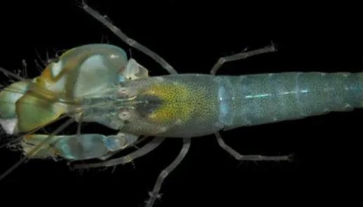 二战期间，盟军在追踪德国U型潜艇时，水下设备总传来一阵阵奇怪的碎裂声，“噼里啪啦