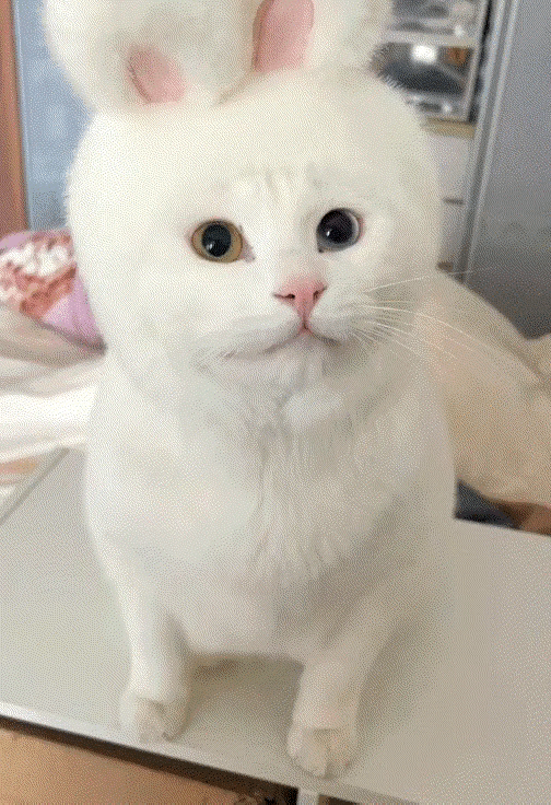 什么物种？有点看不明白了。