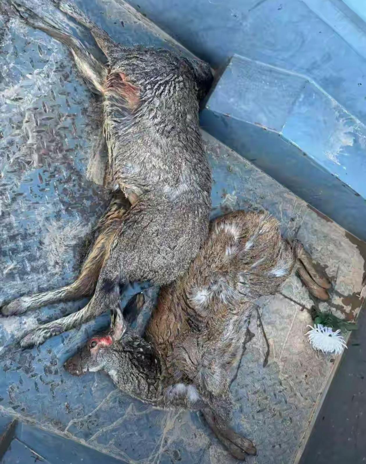 今年10月5日晚，青海省曲麻莱县公安局在巴干乡团结村，成功抓获康某、李某、钟某3