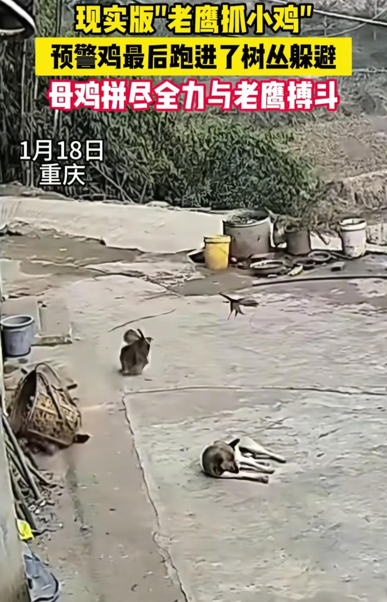 1月18日，重庆一个农家院忽然飞来一只老鹰，一只鸡跑进草丛躲避，两只看家狗也吓傻