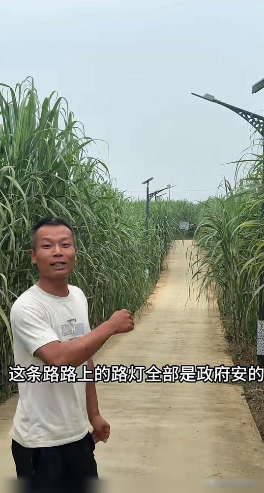 去年的眉山甘蔗哥，靠一个“偷甘蔗”游戏，18天涌进来十几万人。今年再去，我发现路