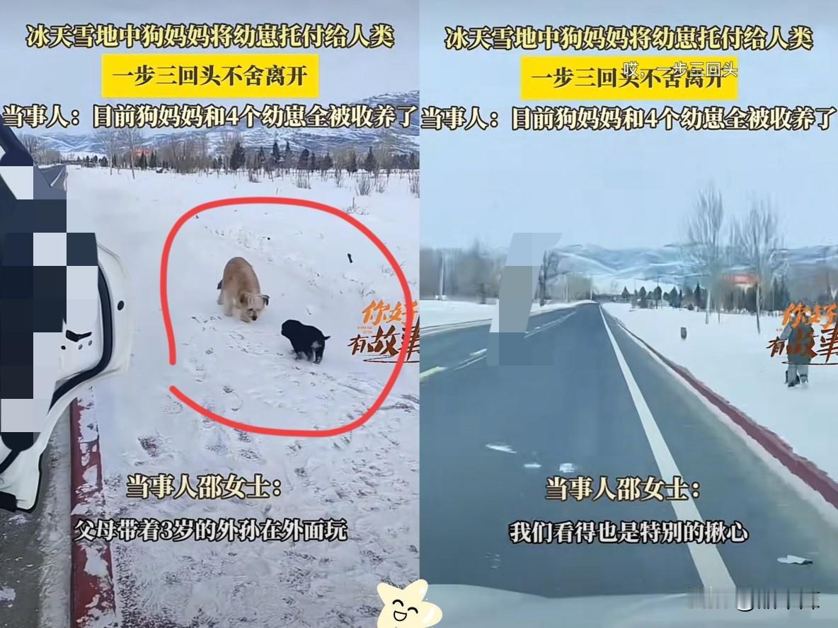 “看哭了！”新疆，一车主刚在路边停下休息，接下来的一幕让他直接傻眼了：两只流浪狗