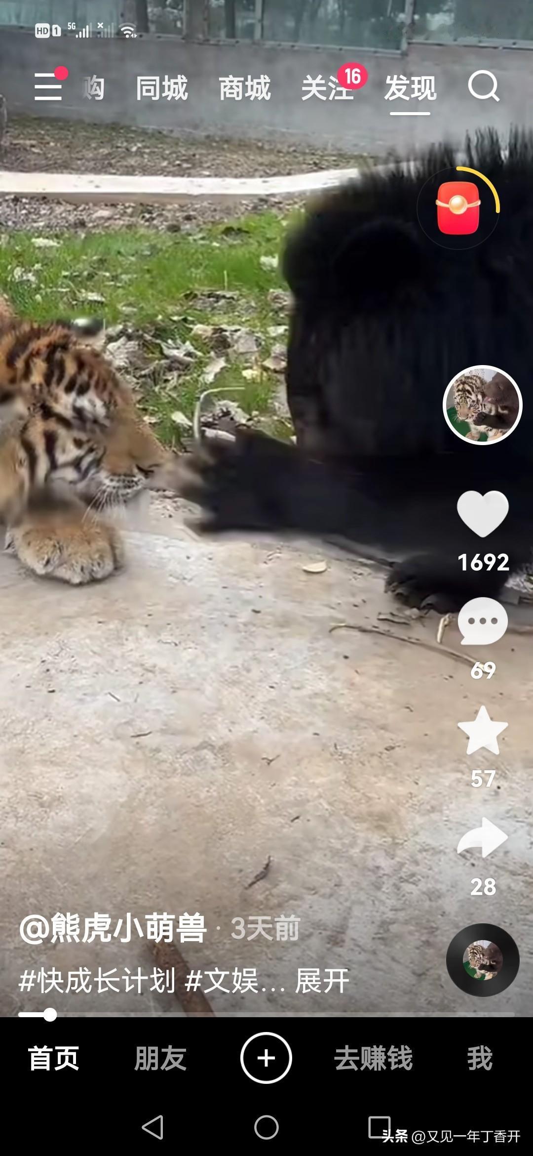 这两家伙成了我的欢乐豆了在我印象中熊是挺笨的野兽，狗熊，瞅你笨的跟熊似的。